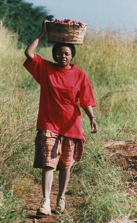 Paprika Harvested Paprika