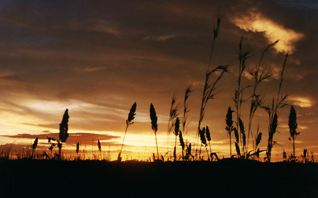 Sorghum Sunset Sorghum Sunset