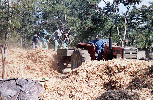 Unloading Sugarbeans Unloading Sugarbeans