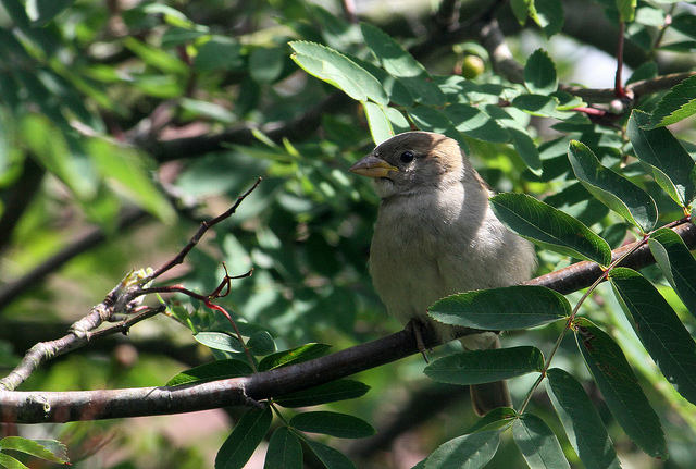 Juvenile House Sparrow