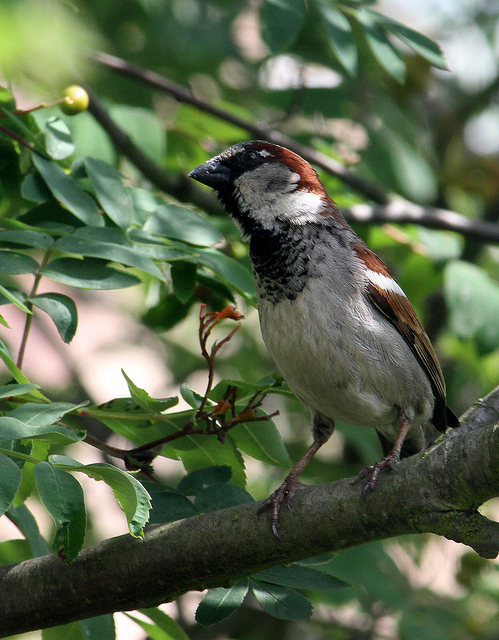 Adult Male House Sparrow
