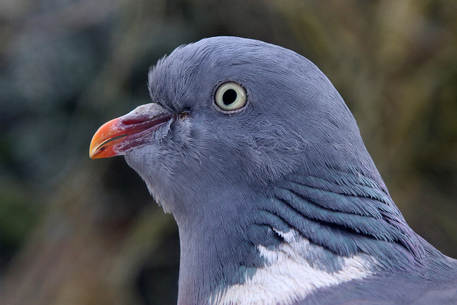 Woodpigeon