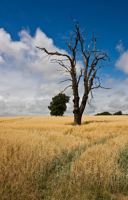 Dead Tree