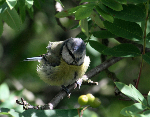 Blue Tit