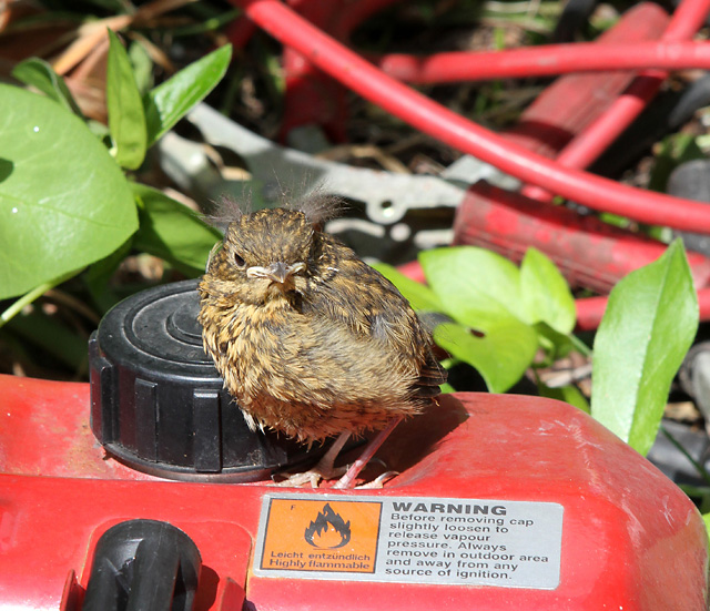 Baby Robin