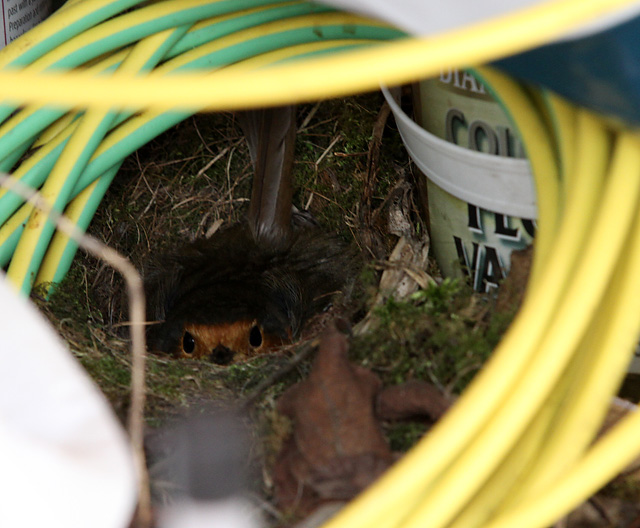 Robin's Nest