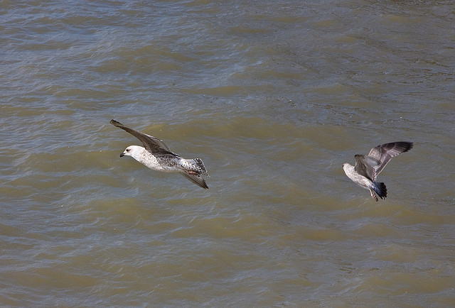 Shy Talks - Sorry, I mean Juvenile Herring Gulls