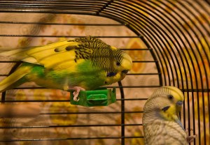 You won't find these in your field Guide - Unless it's one for Australasia!