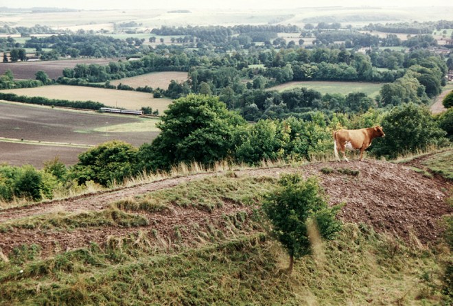 The view from Battlesbury Hill - A cow stands atop the Iron Age earthwork and admires the view across the valley of the River Wylye toward Cow Down on the far horizon.  The eagle eyed will spot a train below on the Westbury - Salisbury line.