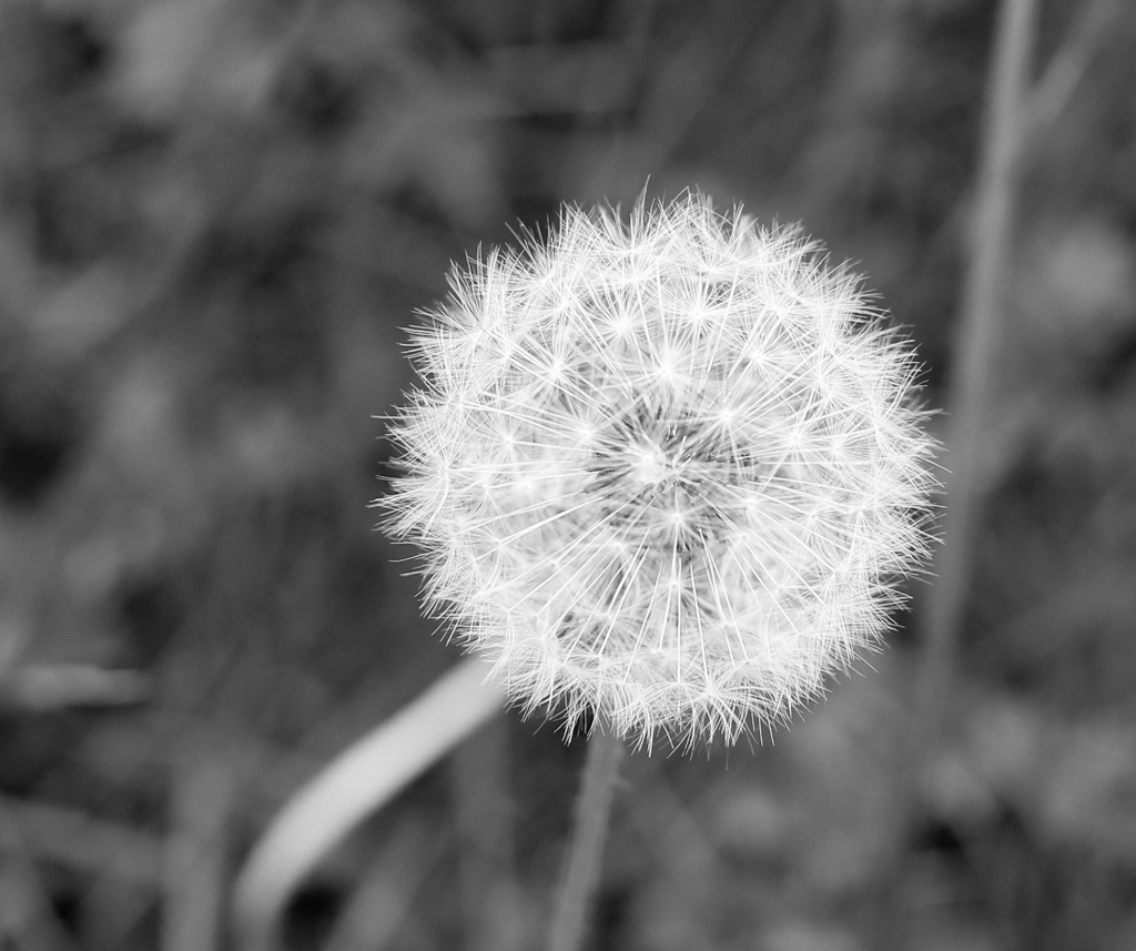 Dandelion