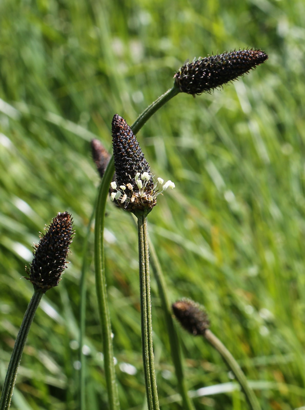 Ribwort Plantain