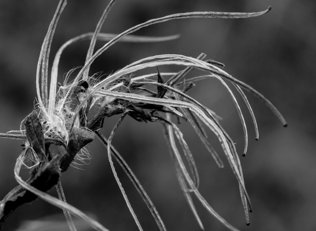 21682555304_345c927849_b