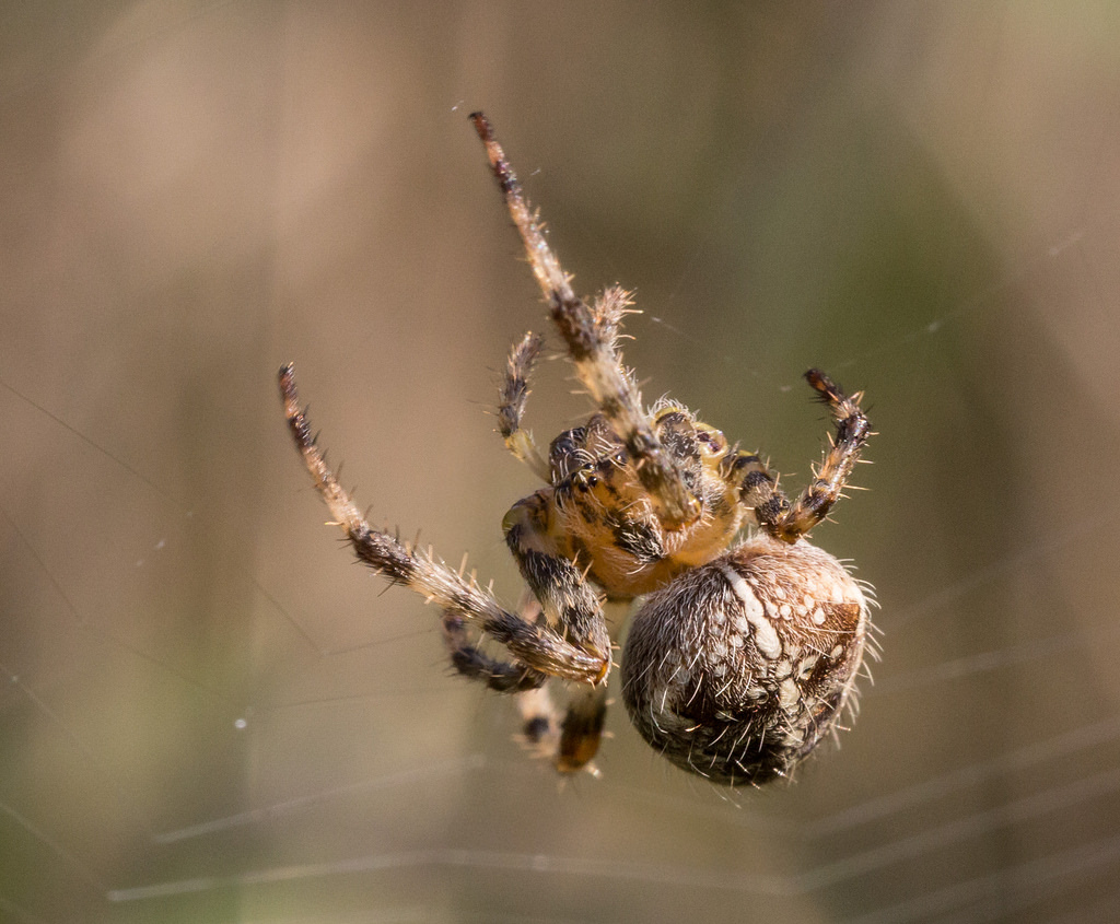 21750712418_760fd80e52_b