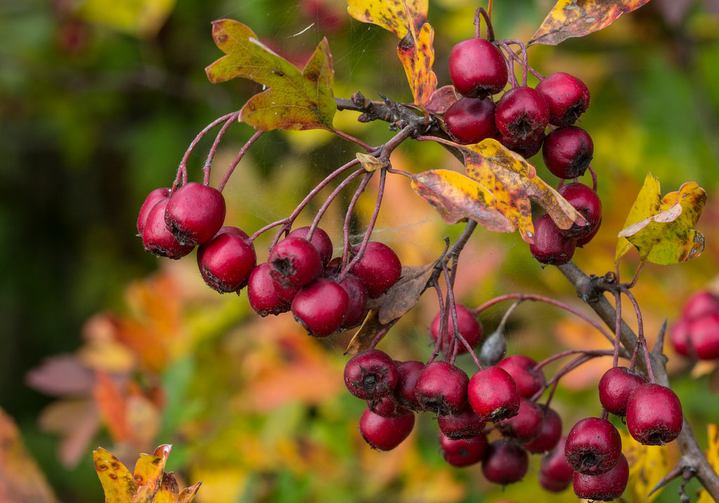 22117573988_d65baeb8f7_b