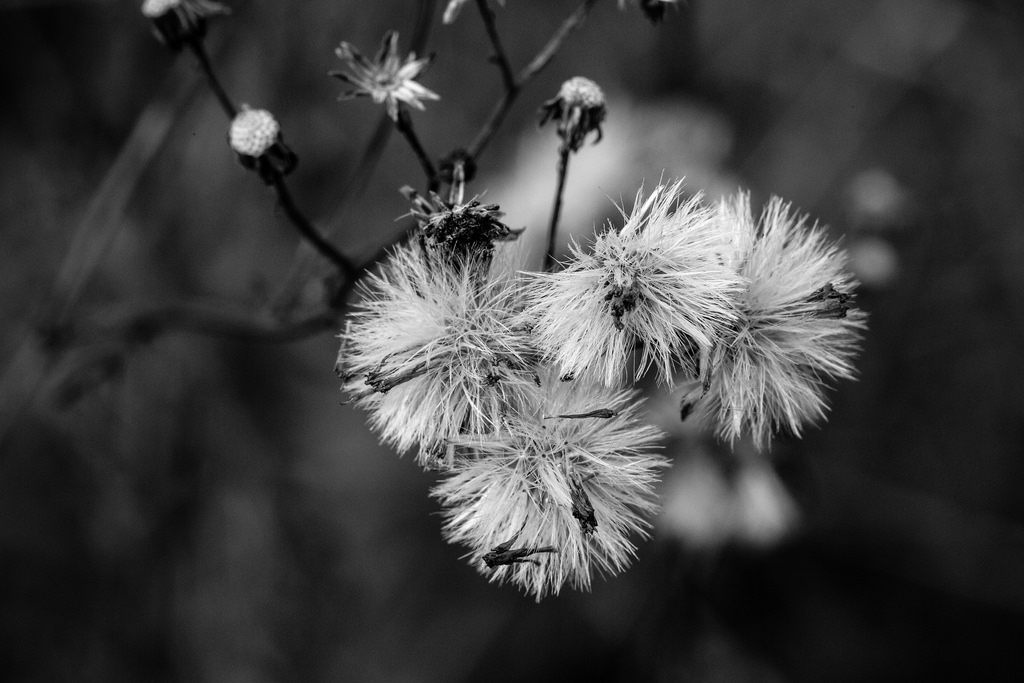 22311453835_4724a3bf17_b