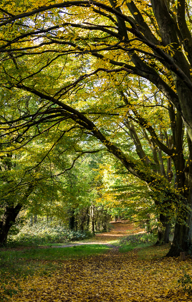 Carpeted Extention-2