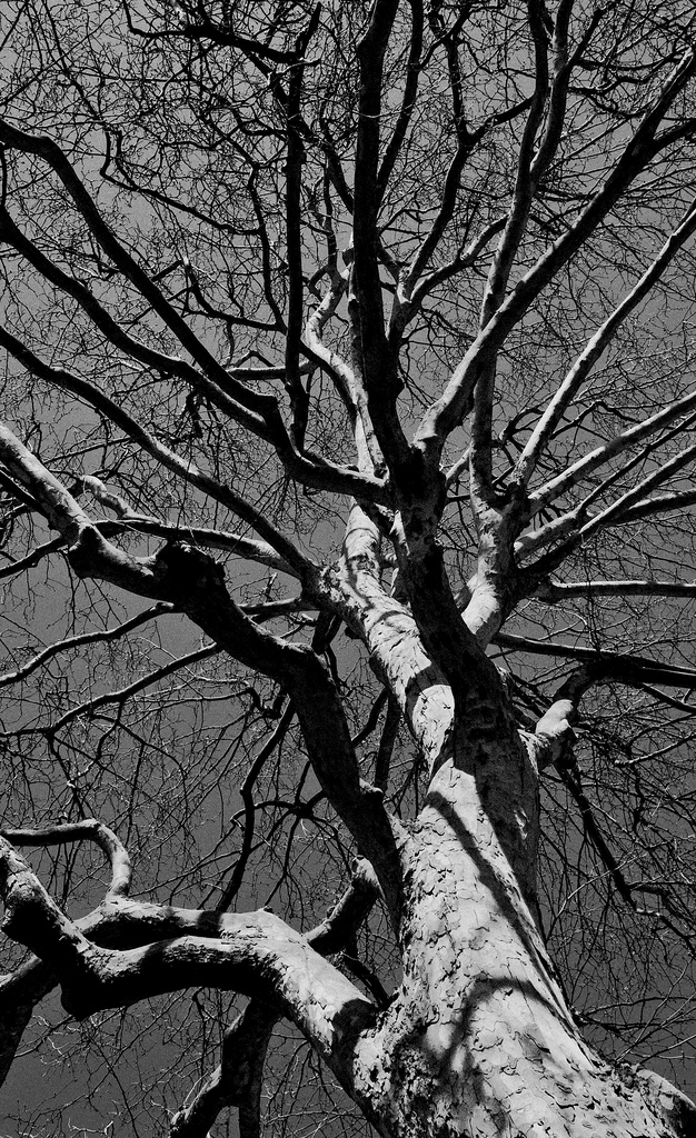 4530913424_47800bf461_b