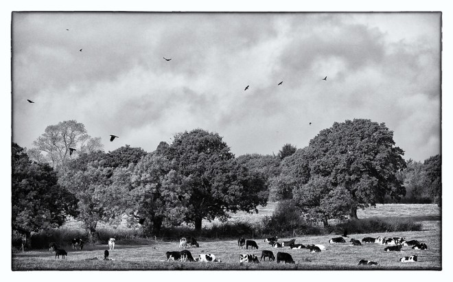 Cows & Crows