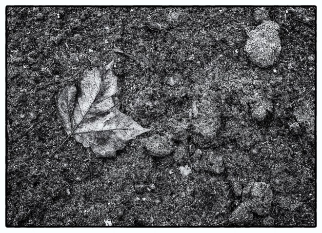 Frozen Earth with Leaf