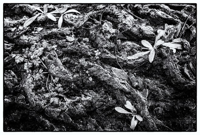 A fallen Tree becomes fertile ground for young plants